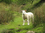 SX18224 Little lamb bleating.jpg